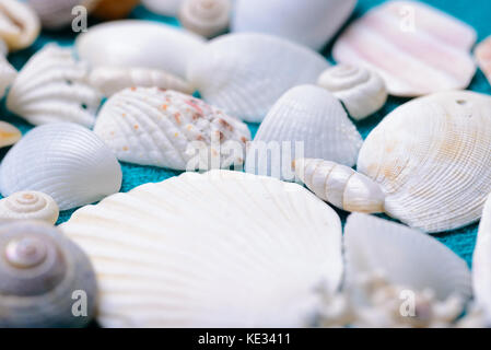 Scattered sea shells and parts on blue textile background Stock Photo
