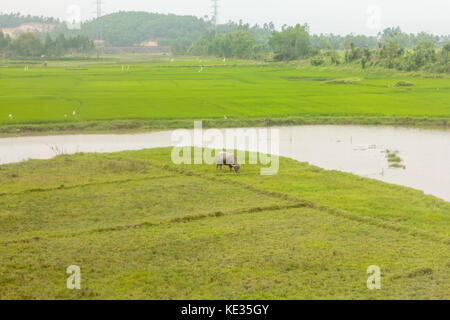 Crossing the Rice field on a travelling train Stock Photo - Alamy