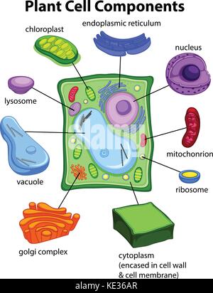 Diagram showing anatomy of plant cell illustration Stock Vector Art