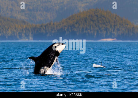 Northern resident killeer whale breaching in front of Swanson Island off Northern Vancouver Island, British Columbia, Canada. Stock Photo
