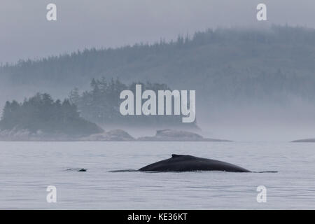 Foggy morning with a humpback whale in front of little island of the Broughton Archipelago Provincial Marine Park off Vancouver Island in British Columbia, Canada Stock Photo