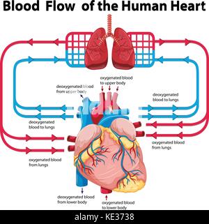 Diagram showing blood flow of human heart illustration Stock Vector