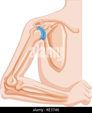 Elbow joint of human illustration Stock Vector