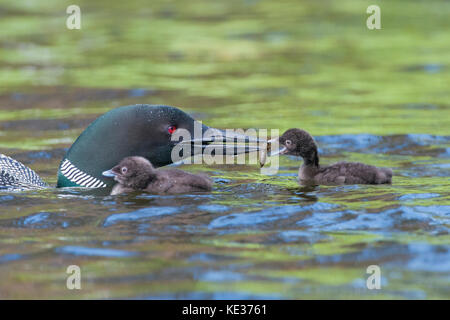 Adult common loon (Gavia immer) feeding two-week old chicks, central Alberta, Canada Stock Photo