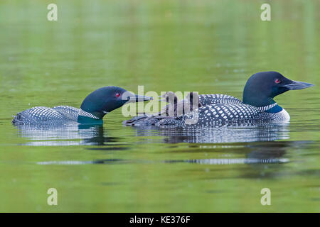 Adult common loons (Gavia immer) feeding two-week old chicks, central Alberta, Canada Stock Photo