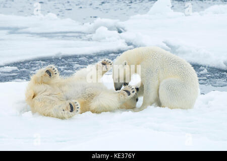 Adult female polar bears (Ursus maritimus) interacting on the sea ice, Svalbard Archipelago, Arctic Norway Stock Photo