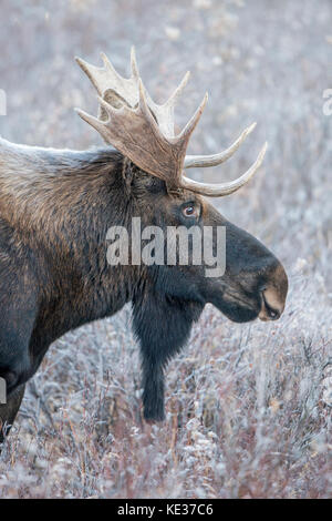 Adult bull moose (Alves alces), canadian Rockies, Alberta Stock Photo