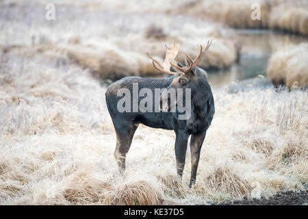 Adult bull moose (Alces alces), canadian Rockies, Alberta Stock Photo