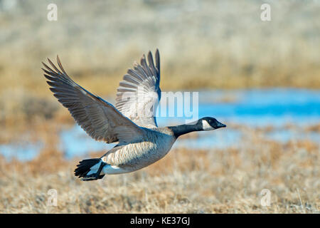 Adult Cackling goose (Branta hutchinsii), Victoria Island, Nunavut, Arctic Canada Stock Photo