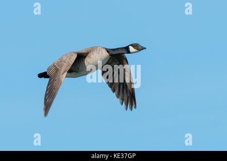 Adult Cackling goose (Branta hutchinsii), Victoria Island, Nunavut, Arctic Canada Stock Photo