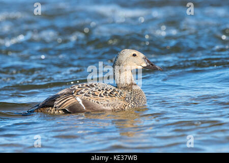 Female king eider (Somateria spectabilis), Victoria Island, Nunavut ...