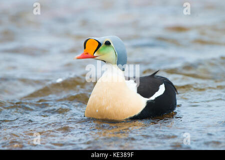 Male king eider (Somateria spectabilis), Victoria Island, Nunavut, Arctic Canada Stock Photo