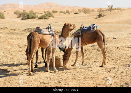 Camels eat hay. Erg Chebbi Sand dunes in Sahara Desert near Merzouga, Morocco Stock Photo