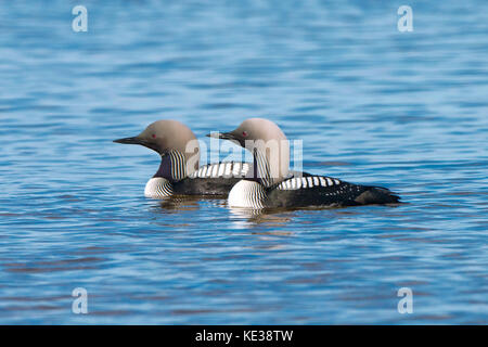 North America; United States; Wrangell Mountains; Taiga Lake; Autumn;  Wrangell-St.Elias National Park; Beaver swimming with Pacific Loon pair in  backg Stock Photo - Alamy