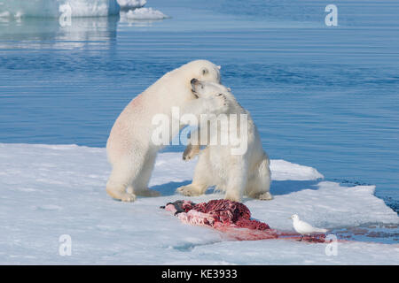 Two-year old polar bear cubs (Ursus Maritimus) playing beside a bearded seal carcass (Erignathus barbatus) with an ivory gull (Pagophila eburnea) hoping to scavenge some scraps, Svalbard Archipelago, Norwegian Arctic Stock Photo