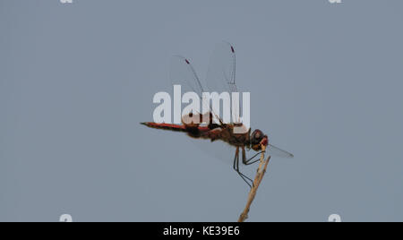 Red-Mantled saddlebag Dragonfly in Joshua Tree Stock Photo