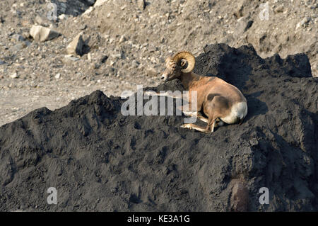 A wild Bighorn Sheep 'Ovis canadensis';  laying on top of a pile of coal at the Luscar mine near Cadomin Alberta Canada Stock Photo