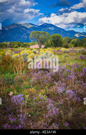 Wildflowers and Pueblo Peak in Taos, New Mexico Stock Photo