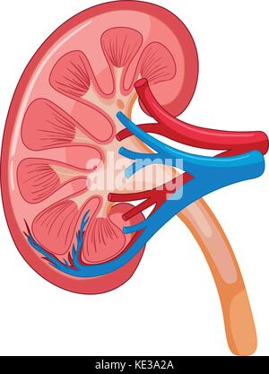 Diagram showing human kidney illustration Stock Vector