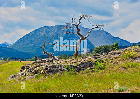 This Limber Pine tree is known as the Burmis tree for the former town of Burmis on Alberta highway 3  and stands as a sentinel to the Crowsnest Pass in southern Alberta near the Frank Slide. It is said to be 700 years old and is the most photographed tree in Canada Stock Photo