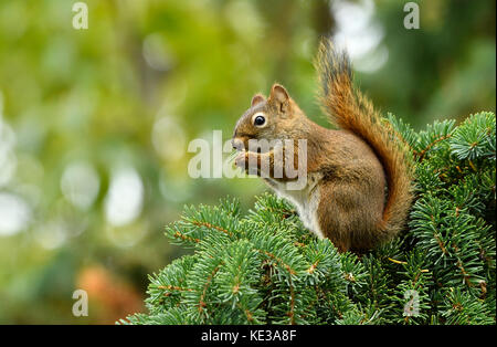 A red squirrel (Tamiasciurus hudsonicus); sitting on on  a spruce tree branch eating the fresh green spruce needles in rural Alberta Canada. Stock Photo