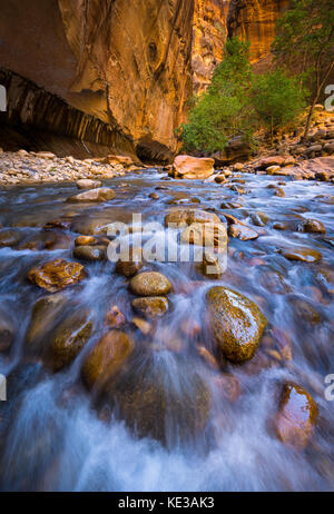 The Narrows in Zion National Park, (near Springdale, Utah) is a section of canyon on the North Fork of the Virgin River. The hike of The Narrows is on Stock Photo