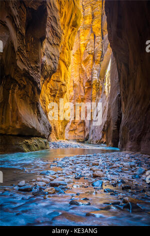 The Narrows in Zion National Park, (near Springdale, Utah) is a section of canyon on the North Fork of the Virgin River. The hike of The Narrows is on Stock Photo