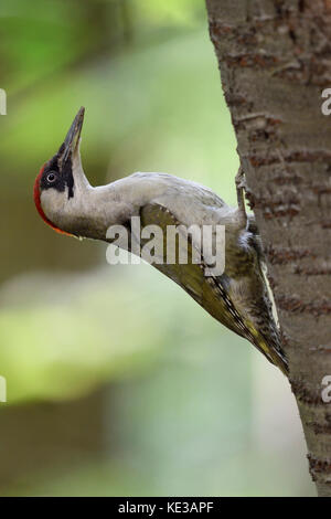 Green Woodpecker / Grünspecht ( Picus viridis ), climbing up a tree trunk, typical pose, Europe. Stock Photo