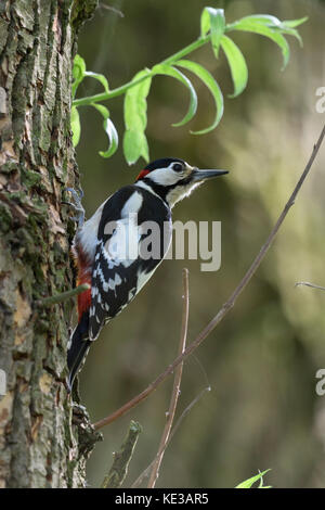 Greater / Great Spotted Woodpecker / Buntspecht ( Dendrocopos major ), male, perched on a tree, turning its head, watching back, in typical pose, Euro Stock Photo