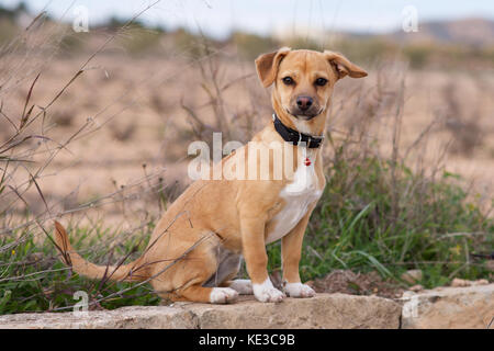 Young tan coloured dog in the countryside Stock Photo