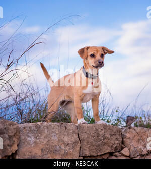 Young tan coloured dog in the countryside Stock Photo