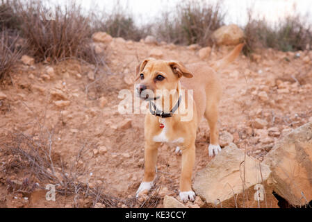 Young tan coloured dog in the countryside Stock Photo