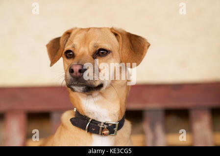 Young tan coloured dog head and shoulders Stock Photo