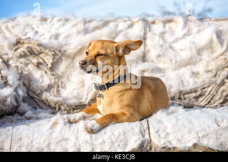 Young tan coloured dog on an abandoned sofa in the country Stock Photo