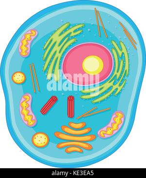 Animal Cell Diagram Stock Photo: 135012492 - Alamy
