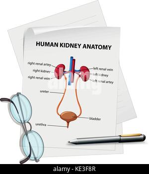 Diagram showing human kidney anatomy on paper illustration Stock Vector