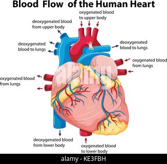 Diagram showing blood flow in human heart illustration Stock Vector