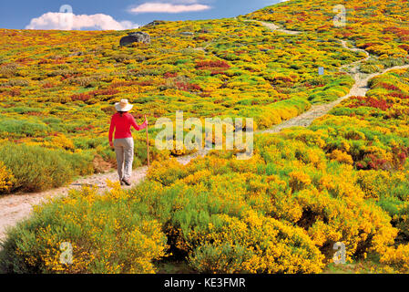 Woman with hat and red t-shirt walking in the middle of yellow flowering mountain vegetation and bushes Stock Photo