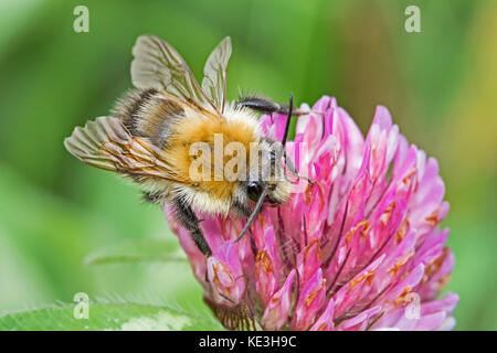 Common Carder Bumblebee  feeding on red clover Stock Photo