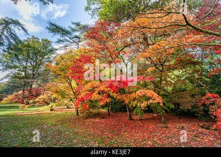Red and yellow autumn colours view of Japanese maples (Acer palmatum) and fallen leaves, Westonbirt National Arboretum near Tetbury Gloucestershire UK Stock Photo