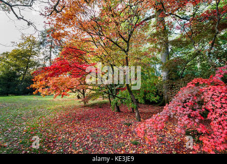 View of red leaf autumn colours of Japanese maples (Acer palmatum) and fallen leaves at Westonbirt National Arboretum near Tetbury, Gloucestershire UK Stock Photo