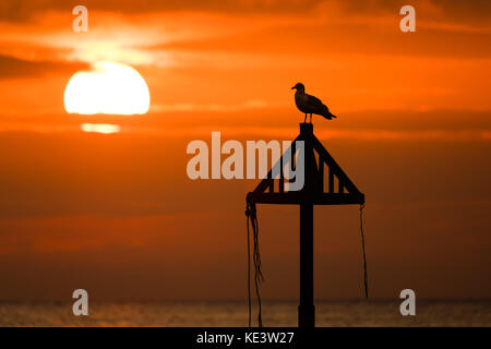 Aberystwyth Wales UK, Wednesday 18 October 2017 UK Weather: In a period of calm conditions between Storm Ophelia and the incoming Storm Brian (scheduled for Saturday), a seagull catches the last moments of the setting sun in Aberystwyth on the Cardigan Bay coast of west wales Photo Credit: Keith Morris/Alamy Live News Stock Photo