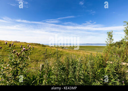 Thistles and Fields in Linicro on the Isle of Skye in Scotland. Stock Photo