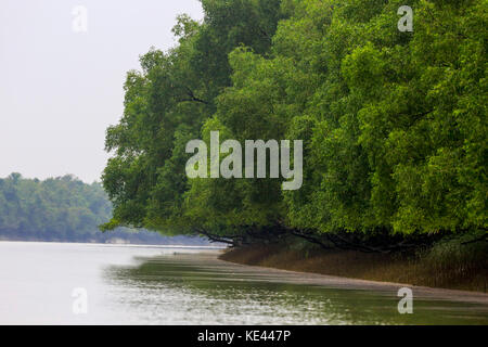 World largest mangrove forest Sundarbans, famous for the Royal Bengal Tiger and UNESCO World Heritage site in Bangladesh. Stock Photo