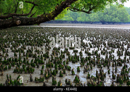 Breathing roots of Keora trees at the World largest mangrove forest Sundarbans, famous for the Royal Bengal Tiger and UNESCO World Heritage site in Ba Stock Photo