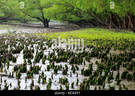 Breathing roots of Keora trees at the World largest mangrove forest Sundarbans, famous for the Royal Bengal Tiger and UNESCO World Heritage site in Ba Stock Photo