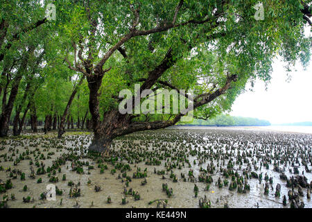 Breathing roots of Keora trees at the World largest mangrove forest Sundarbans, famous for the Royal Bengal Tiger and UNESCO World Heritage site in Ba Stock Photo