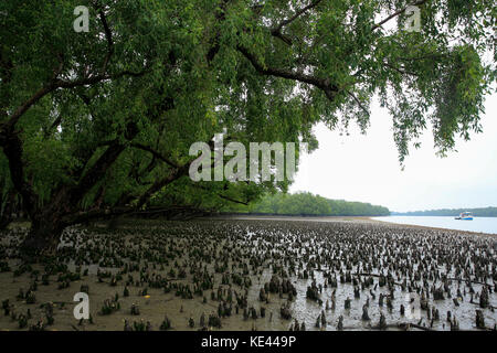 Breathing roots of Keora trees at the World largest mangrove forest Sundarbans, famous for the Royal Bengal Tiger and UNESCO World Heritage site in Ba Stock Photo