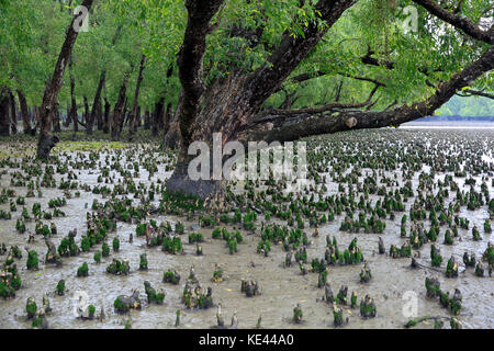 Breathing roots of Keora trees at the World largest mangrove forest Sundarbans, famous for the Royal Bengal Tiger and UNESCO World Heritage site in Ba Stock Photo