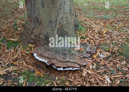 Southern Bracket Fungus: Ganoderma australe. On Aesculus turbinata. Botanic garden, Surrey, UK. Stock Photo